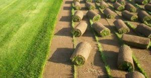 green-grass